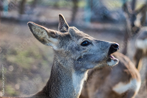 Young deer