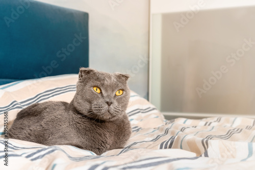 Cat breed Scottish fold sitting on the bed, cozy modern interior