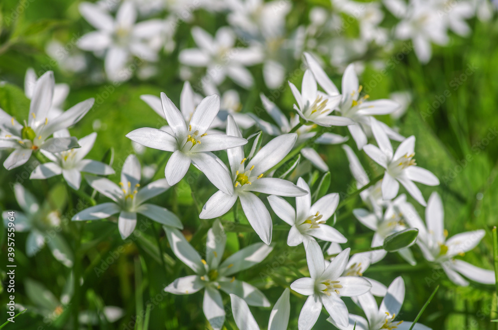 Fototapeta premium White flower field