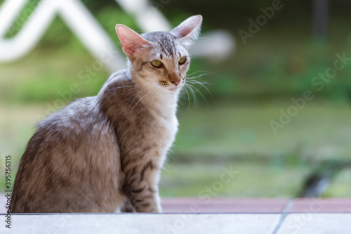 Sitzende Orientalisch Langhaar Katze im Freien photo