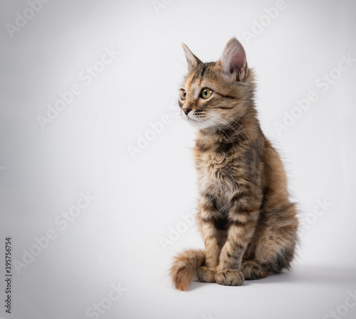 gato mascota modelo mirando a un lado © jose