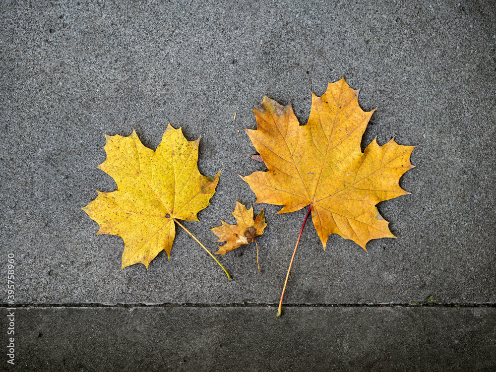 A few yellow autumn leaves lie on a gray stone A few yellow autumn leaves lie on a gray stone
