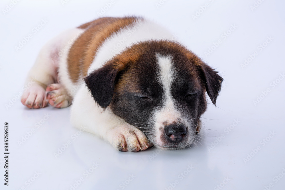White and tan puppy sleeping on white background