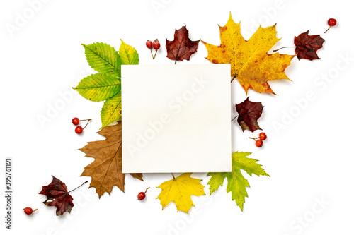 Autumn flat lay. Dried green leaves, yellow leafs and red berries in shape frame isolated on white background with blank space for text. Flat lay, top view, copy space.