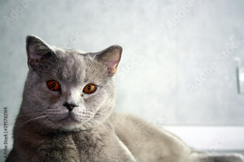 Portrait of cat of British Shorthair breed with blue gray fur.