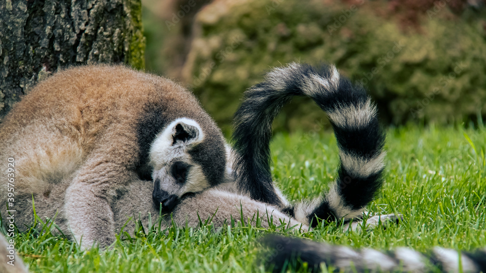 Fototapeta premium Lemur