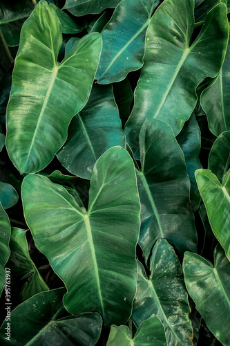 green leaves background