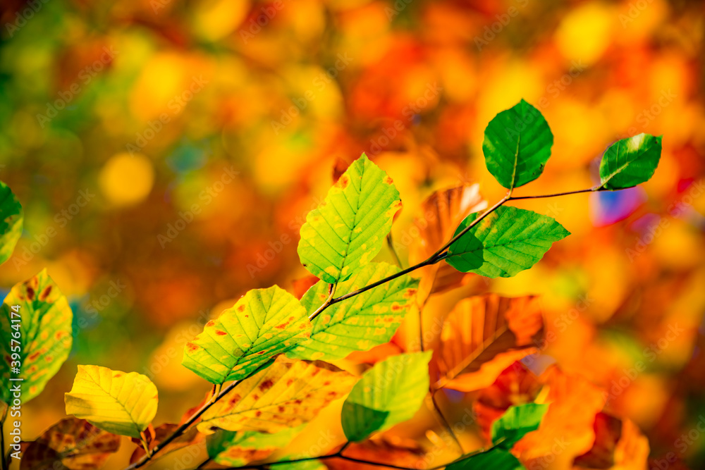 Fototapeta premium fall