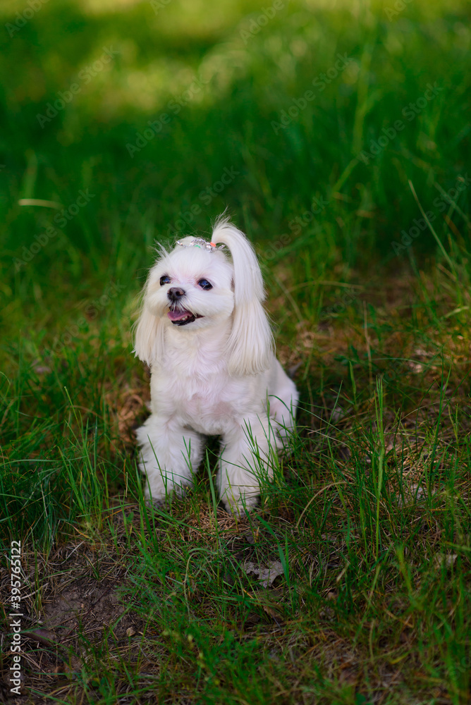 White maltese dog in the grass outdoors White maltese dog in the grass outdoors