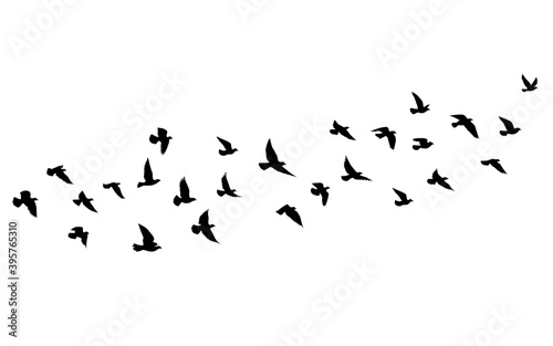 Flying birds silhouettes on isolated background. Vector illustration. isolated bird flying. tattoo and wallpaper background design. sky and cloud with fly bird. color shade palette.