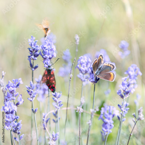 Papillon bleu  Azur    sur la lavande en Provence  France. Macrophotographie.