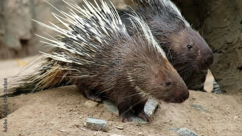 Life of the malayan porcupine during the day Life of the malayan porcupine during the day