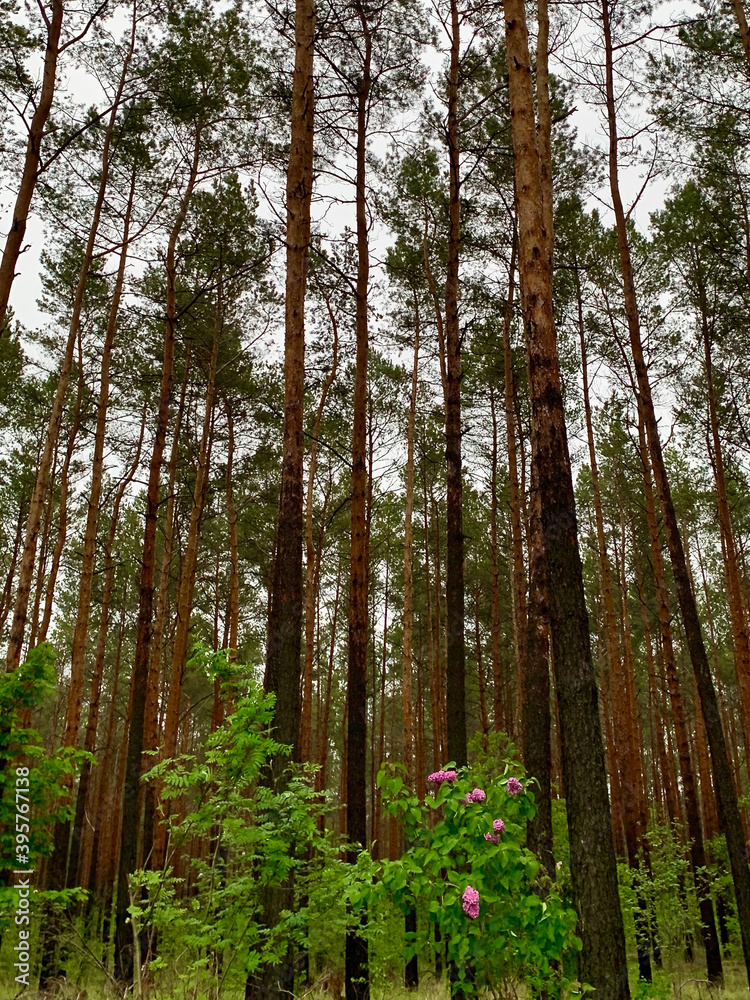 Obraz premium Tannen