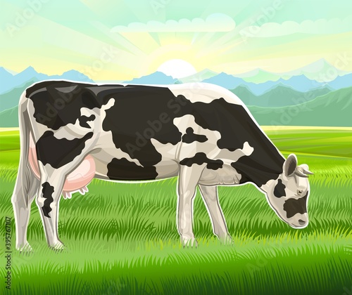 A cow is grazing in a pasture. Vector landscape. Black and white breed. Meadow grass. Rural rustic view. Mountains, sky and sun in the distance. Summer morning.