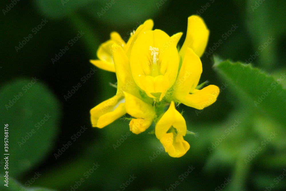 Sickle Alfalfa (Medicago falcata) Sickle Alfalfa (Medicago falcata)