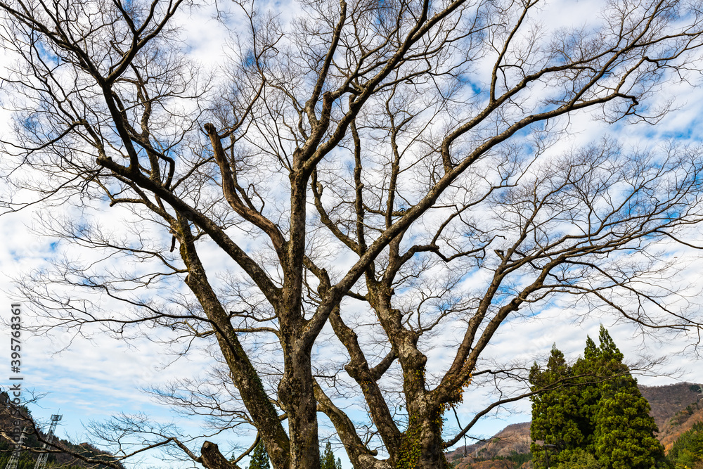 Fototapeta premium 山麓国道脇で風雪に耐えてきた欅の古木