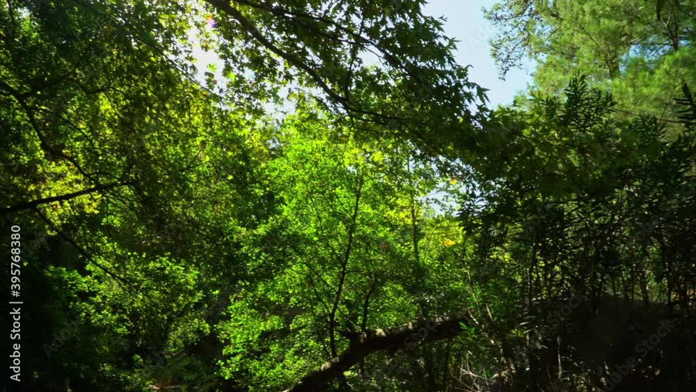 Lush greenery and trees in the forest.Wild natures shades of green. Foliage on trees. Green leafes through sun rays .Beautiful landscape of nature. Lush greenery and trees in the forest.Wild natures shades of green. Foliage on trees. Green leafes through sun rays .Beautiful landscape of nature.