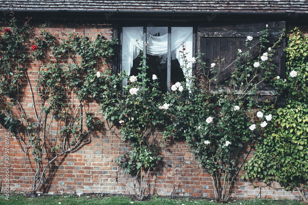 English farm house wall with English roses flower growing 