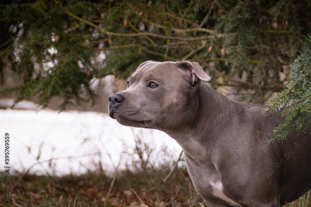 staffordshire bull terrier is standing under the pine in snow. he is so happy outside. Dogs in snow is nice view