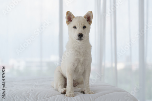 portrait of pedigree pure breed japanese dog shiba inu action on bed