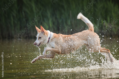 white mix dog is running in the water. It was summer cold week