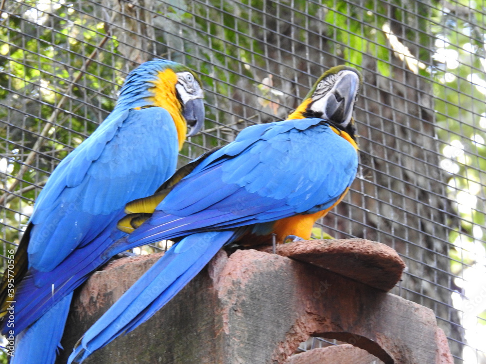 Obraz premium the birds