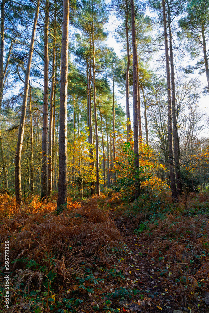Narrow footpath leads between tall pine trees in the late afternoon autumn sun