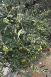 Olive fruits on a plant in Crete, Greece