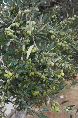 Olive fruits on a plant in Crete  Greece