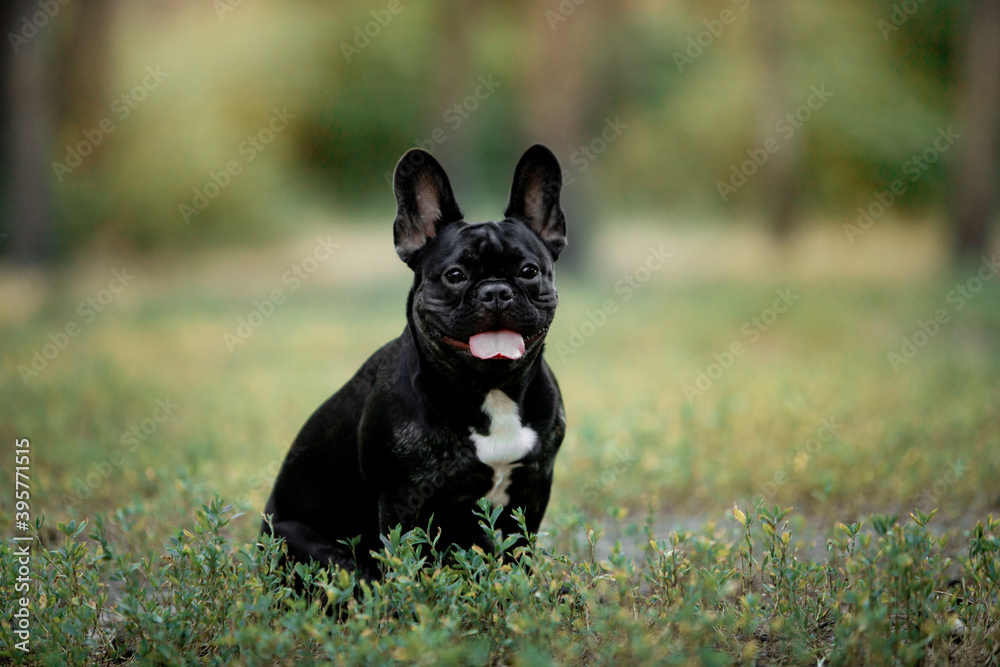 Beautiful dog french bulldog breed in the forest