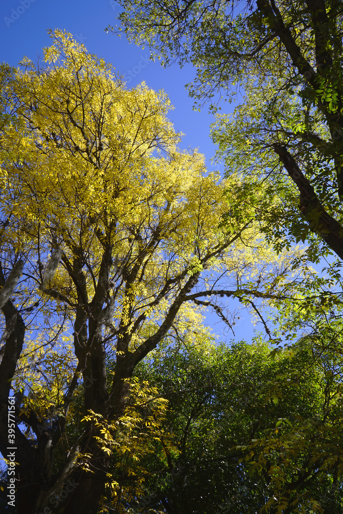 Fototapeta premium autumn in the park