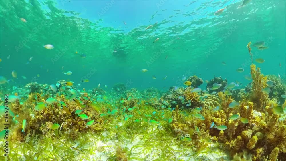 Tropical Fishes on Coral Reef, underwater scene. Philippines. Tropical Fishes on Coral Reef, underwater scene. Philippines.