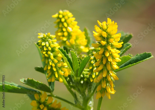 Small Melilot (Melilotus indicus)