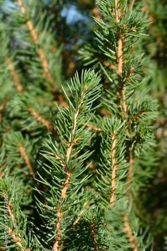 Dwarf Alberta spruce Conica December