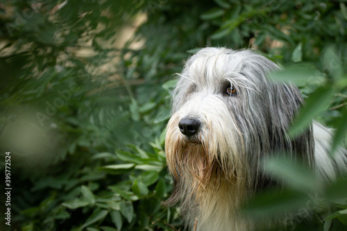 Bearded collie is sitting in bush in city center in Prague.