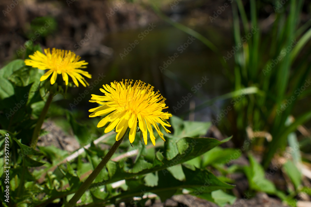 delicate yellow meadow dandelion with green leaves close up
delicate yellow meadow dandelion with green leaves close up
