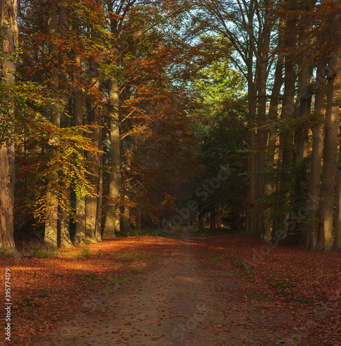 Path in sunny autumn woodland.