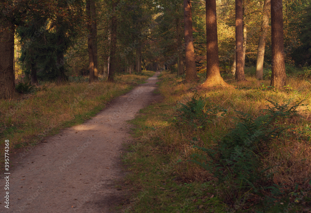 Naklejka premium Path in sunny autumn forest.