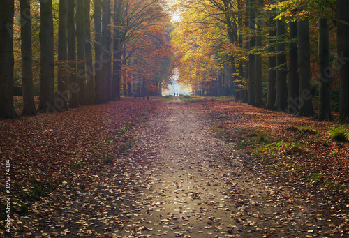 Pathway and country house in hazy autumn forest.