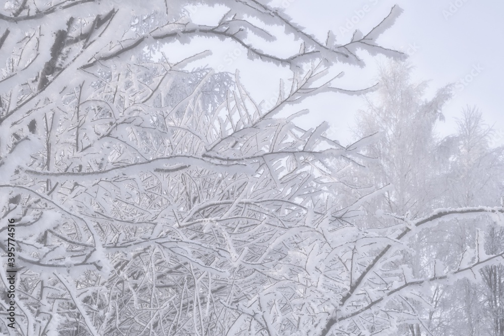 Trees branches in snow. Trees covered with frost. Trees branches in snow. Trees covered with frost.