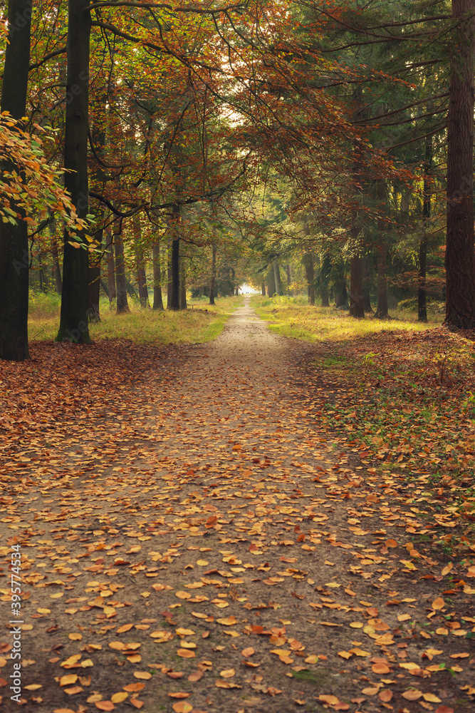 Path with brown fallen leaves in autumn woods. - obrazy, fototapety, plakaty 