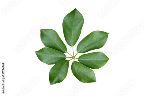 palmately compound leaf isolated on white background with clipping path. Miniature Umbrella Plant leaf, Schefflera arboricola (Variegated).
