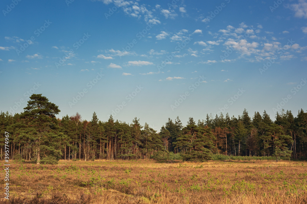 Heather field with pine trees under a blue cloudy sky on a sunny autumn afternoon.