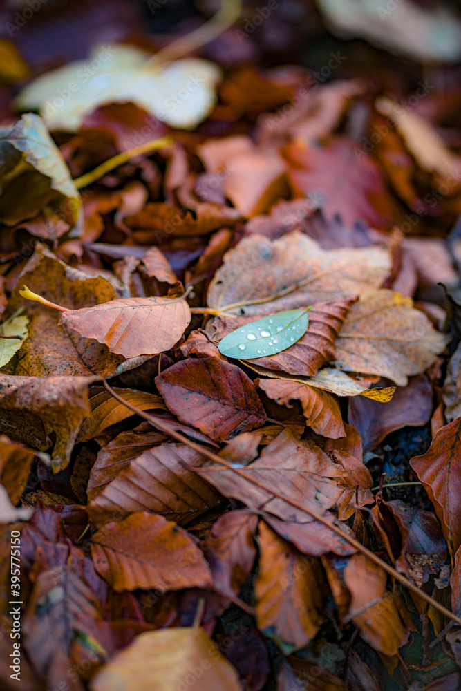leaves leaves