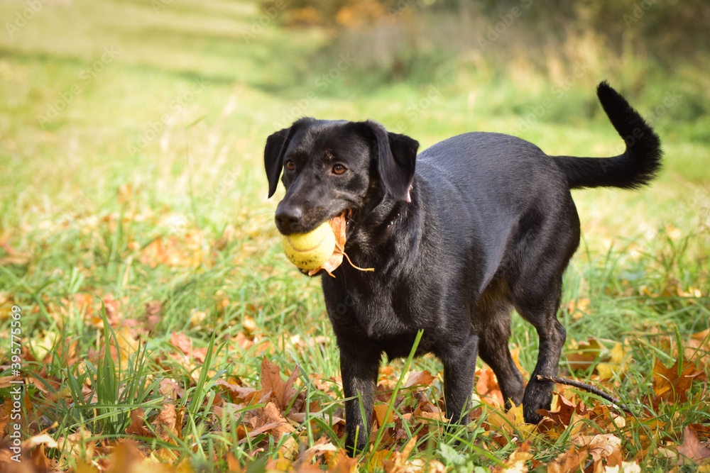 Black dog is running in nature with her toy. She is so cute dog. Black dog is running in nature with her toy. She is so cute dog.