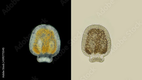 planus Coelenterata larva, embryo under a microscope, order Coelenterata. Аfter a period of swimming, the planula settles to the bottom and develops into a polyp, or a jellyfish photo