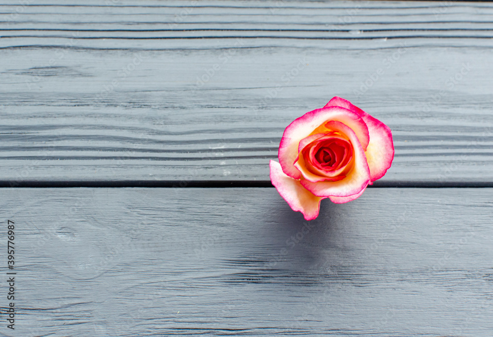 rose on grey wooden background rose on grey wooden background