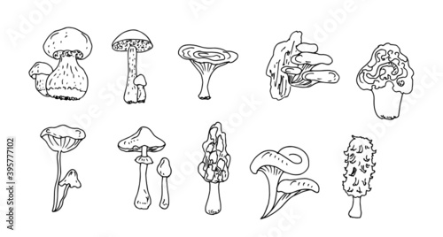 Mushrooms. Linear drawing, sketch. Vector illustration.