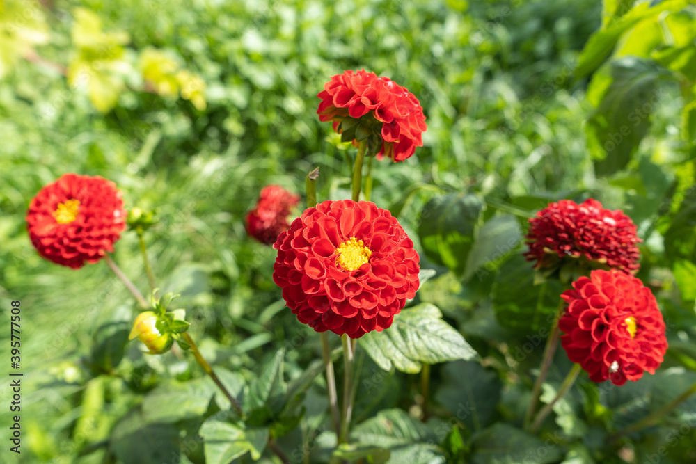 Burgundy dahlia flower with leaves in the garden