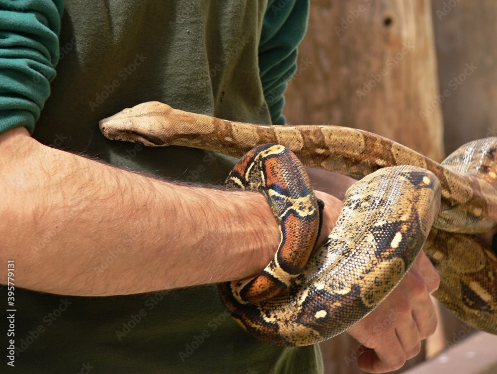 Fototapeta premium Handling a huge Python snake